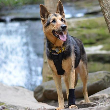 carpal support brace on german shepard