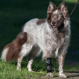 carpal support brace on border collie mix