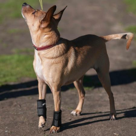 carpal support brace on Terrier Chihuahua mix