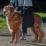 Walkabelly support sling on a golden retreiver