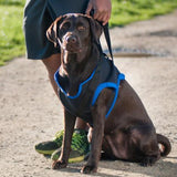 Walkabout front end harness on a chocolate lab