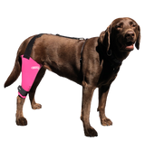 A knee brace helps stop dog's limping by reducing joint pain and improving mobility.