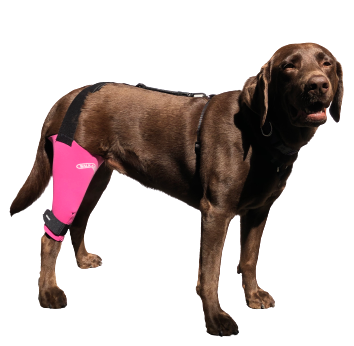 A knee brace helps stop dog's limping by reducing joint pain and improving mobility.