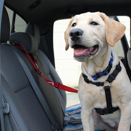 The Buddy Belt (pet safety seatbelt)