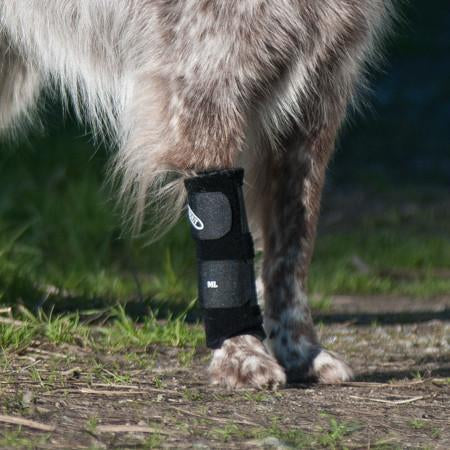 close up of carpal support brace on border collie mix