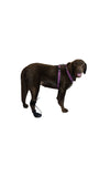 When dogs walk, sometimes they drag their paws. The ToesUp Walkaboot helps dogs to stop dragging their paws while walking.