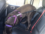 The Buddy Belt (pet safety seatbelt)