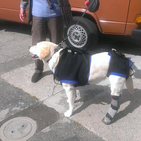 The Walkabout Harness Front and Rear Combination Harnesses