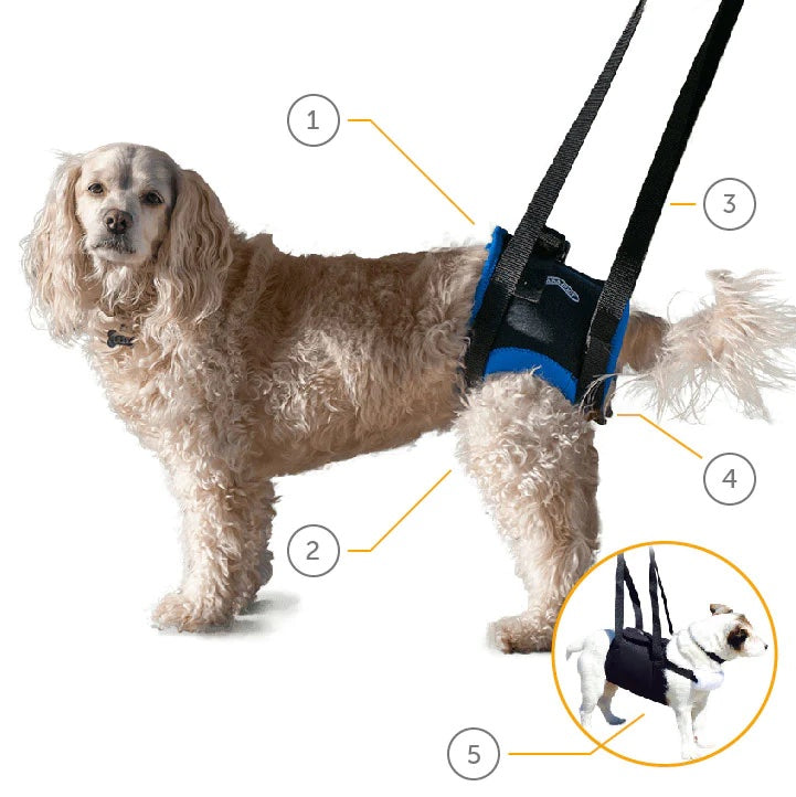 The best way to select a dog support harness